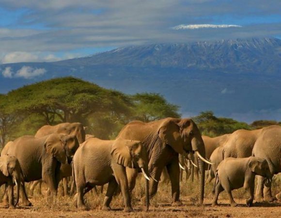 KENYAN SOUTHERN HIGHLIGHTS  - Classic Private Guided Tour