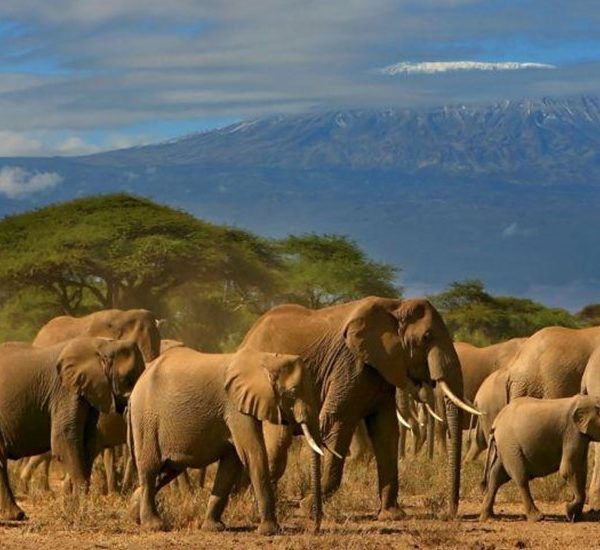 KENYAN SOUTHERN HIGHLIGHTS  - Classic Private Guided Tour