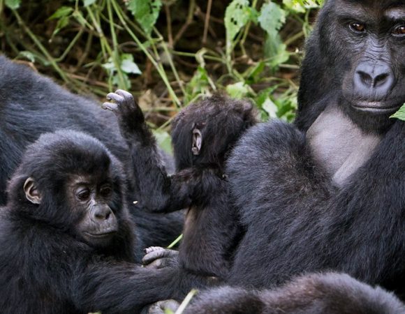 UGANDA CLASSICAL GORILLA EXPEDITION