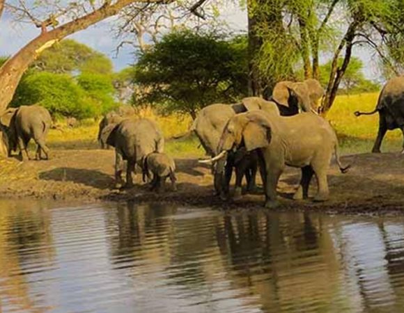 TANZANIA - TARANGIRE,NGORONGORO,SERENGETI,MANYARA (7 NIGHTS & 8 DAYS)