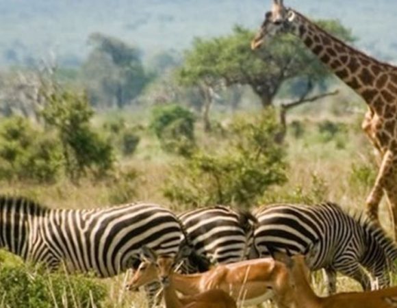 Tanzania -Selous,Ruaha,Mikumi  8 nights & 9 days (By Road)