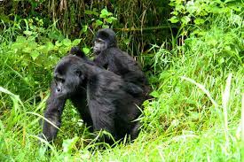 Rwanda Intrepid All Primates & Wildlife Adventure for 9 Days& 8 Nights